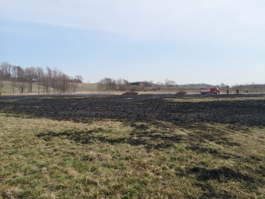 Pożar traw w Beleniu w gminie Zapolice [zdjęcia]