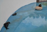 Kotiki południowoamerykańskie przyjechały do Sea Parku w Sarbsku