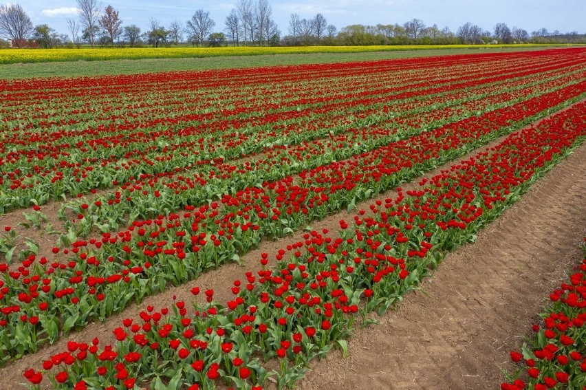 Pole tulipanów na Żuławach.