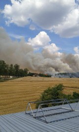 Pożar w Tychnowach. Paliło się zboże i las. W akcji 12 zastępów straży pożarnej