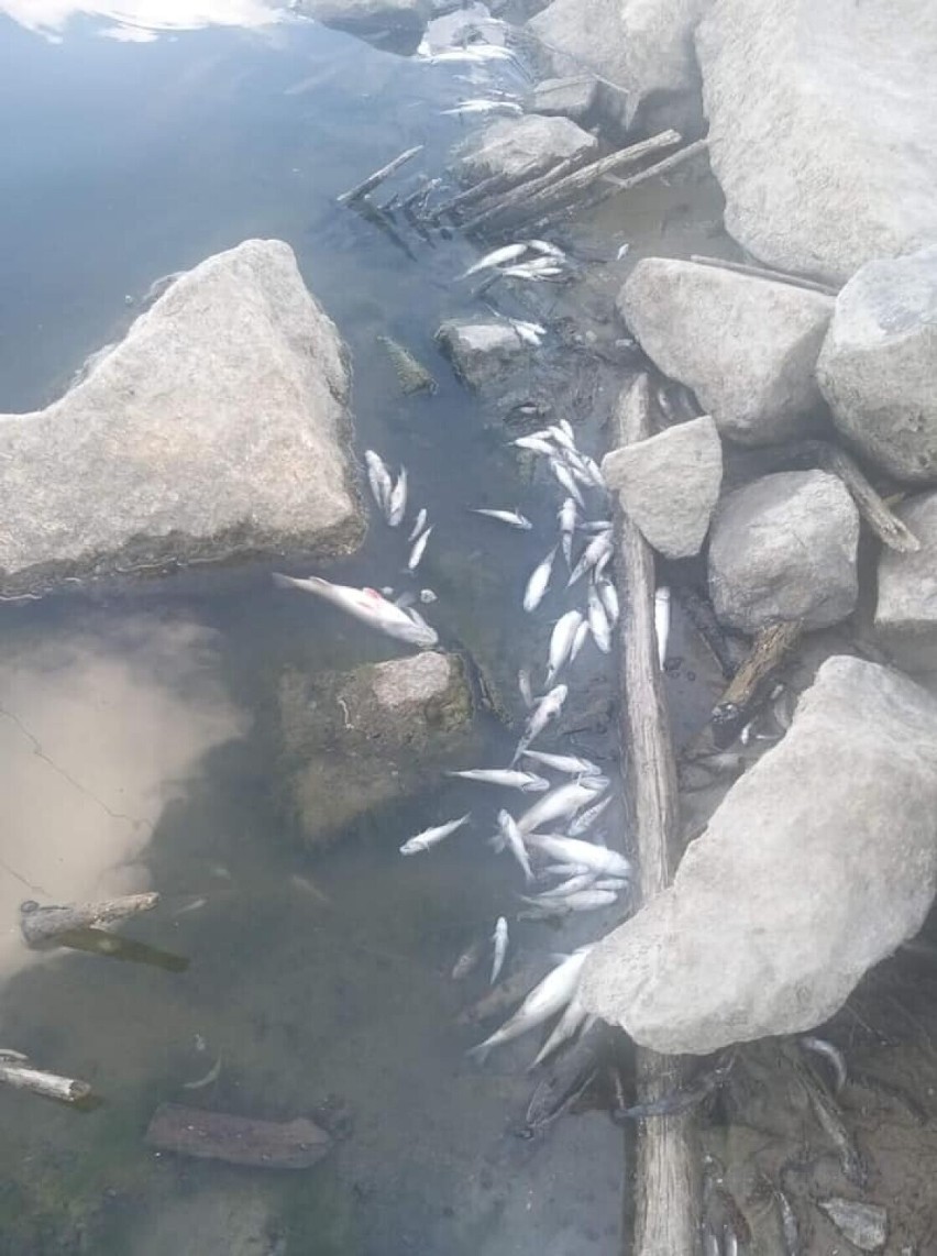 Brzeg Wisły usłany martwymi rybami. Powodem ich śnięcia funkcjonowanie kolektora bielańskiego? Wodociągowcy zaprzeczają