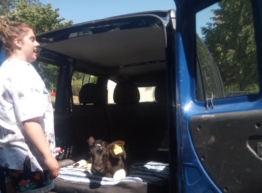 Młoda krówka uciekła w gminie Miastko z transportu. Uratowali ją i wykupili miasteccy animalsi