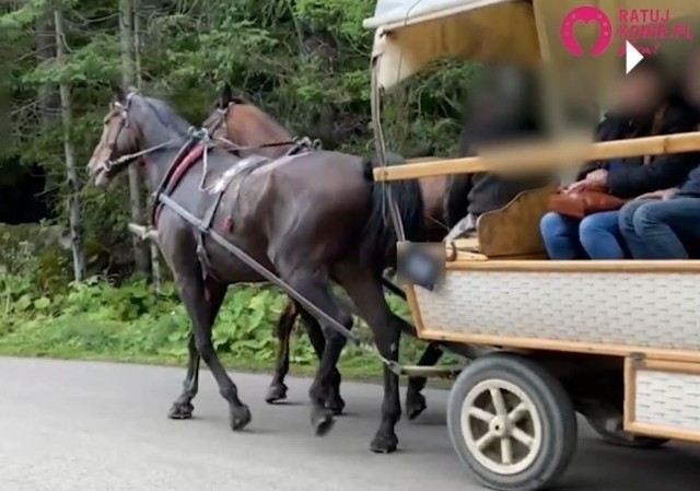 Kadr z filmu, jaki zrobiła jedna z turystek. Według animalsów nagrany koń kulał. Lekarze weterynarii tego nie potwierdzają.