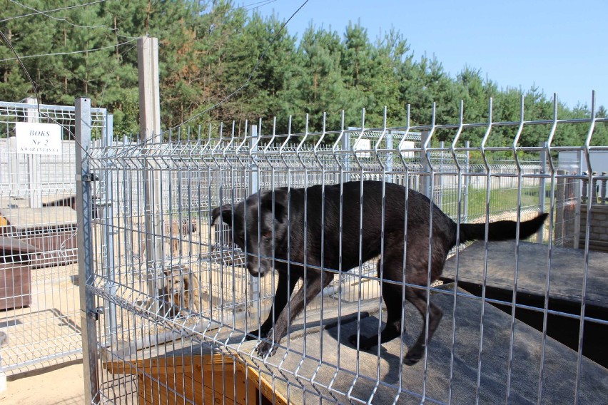 Schronisko dla psów powstało przy oczyszczalni w Trębaczewie
