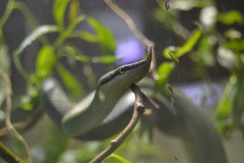 Nowy pawilon gadów i płazów w zoo w Opolu