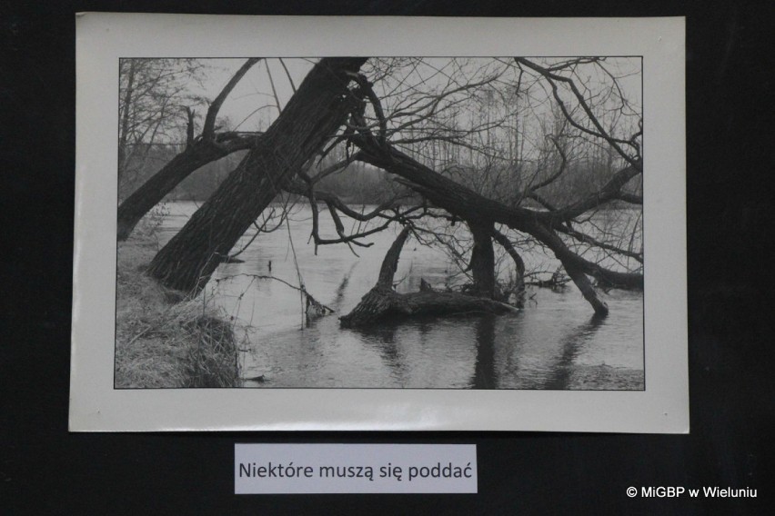 Stare zdjęcia Załęczańskiego Parku Krajobrazowego. Wystawa prac Romana Kędzierskiego w wieluńskiej bibliotece