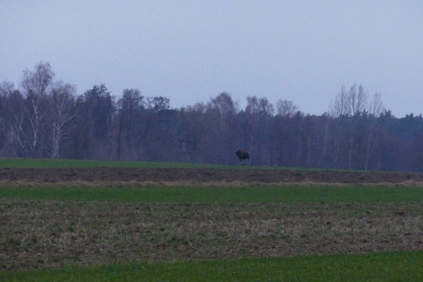 Łoś zaobserwowany na polach koło Poddębic. Leśnicy apelują o uwagę na drodze. Podobne spotkanie miało miejsce w Sieradzu ZDJĘCIA, FILM