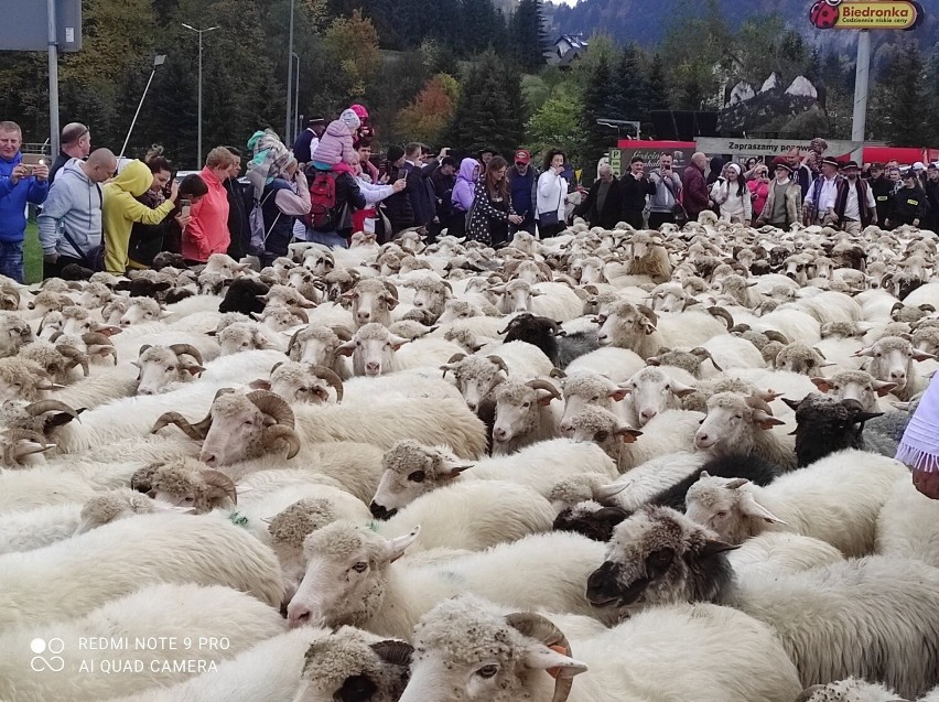 Jesienny Redyk w Szczawnicy. Dwa tysiące owiec wróciło z hal. To barwne pasterskie święto od lat przyciąga setki turystów. Zobacz zdjęcia