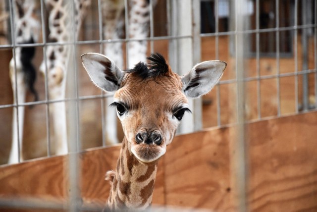 Samiczka żyrafy, która przyszła na świat w niedzielę, to 11. takie urodziny w opolskim ogrodzie zoologicznym.