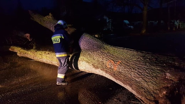 W niedzielę i w poniedziałek strażacy z Piotrkowa i powiatu usuwali skutki silnego wiatru. Na zdjęciu akcja usuwania powalonego drzewa w Bogusławicach