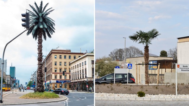 Po lewej palma na rondzie gen. Charles'a de Gaulle'a w Warszawie, po prawej widzimy palmę zasadzoną na rondzie Biesenthal w Nowym Tomyślu.
