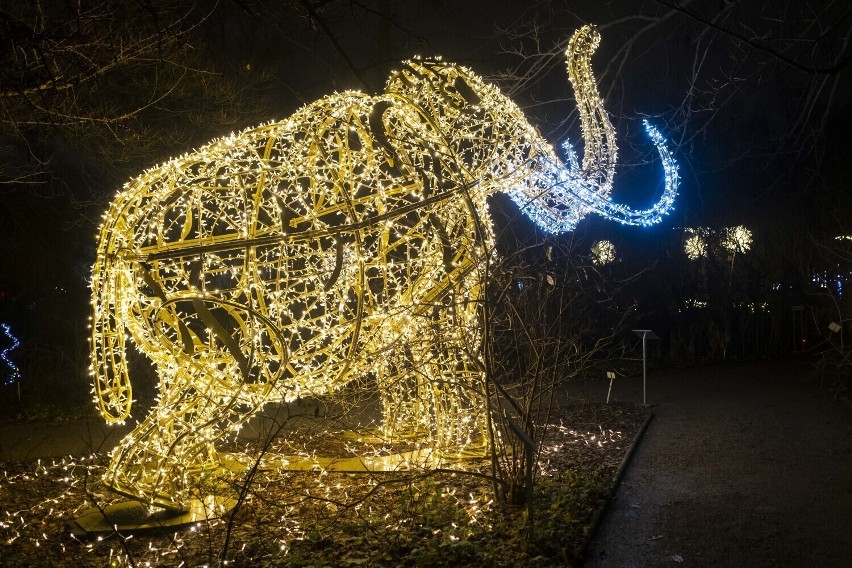 11 listopada tysiącami świateł rozbłyśnie Ogród Botaniczny...