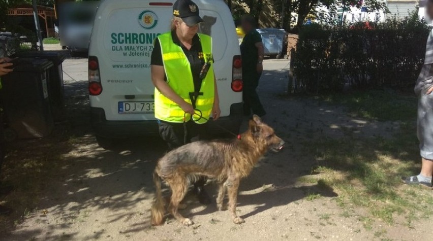 Jelenia Góra: Straż miejska odebrała skrajnie zaniedbanego psa właścicielowi! [ZDJĘCIA]