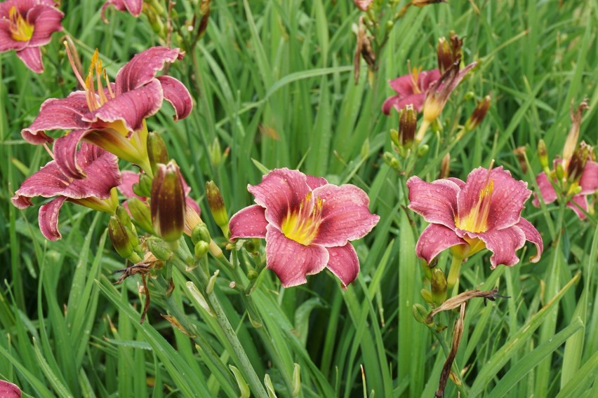 Tydzień liliowców w ogrodzie botanicznym w Łodzi