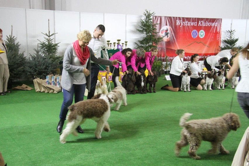 Psy z całego świata na wystawie w Targach Kielce
