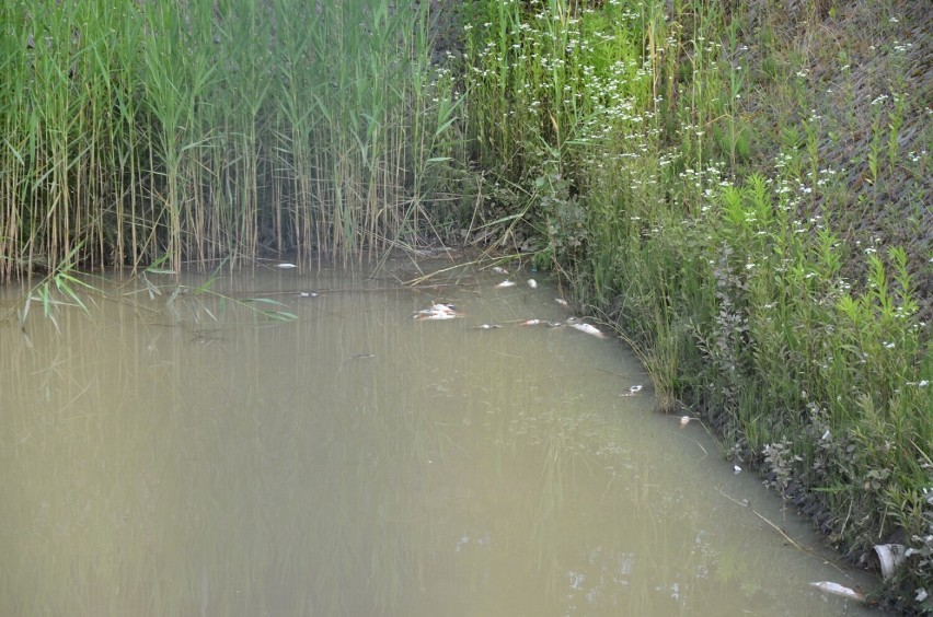 W stawie koło głogowskiej pływalni Chrobry gniją martwe ryby. Zdjęcia