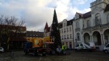 Choinka na placu Wejhera w Wejherowie. Rynek nabiera bożonarodzeniowego wyglądu [zdjęcia]