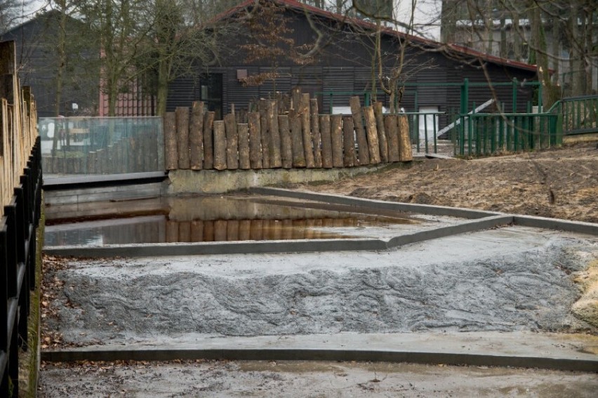Remont w Gdańskim Ogrodzie Zoologicznym. Hipopotamy czeka przeprowadzka. Tosia i Sapo będą miały nowy dom