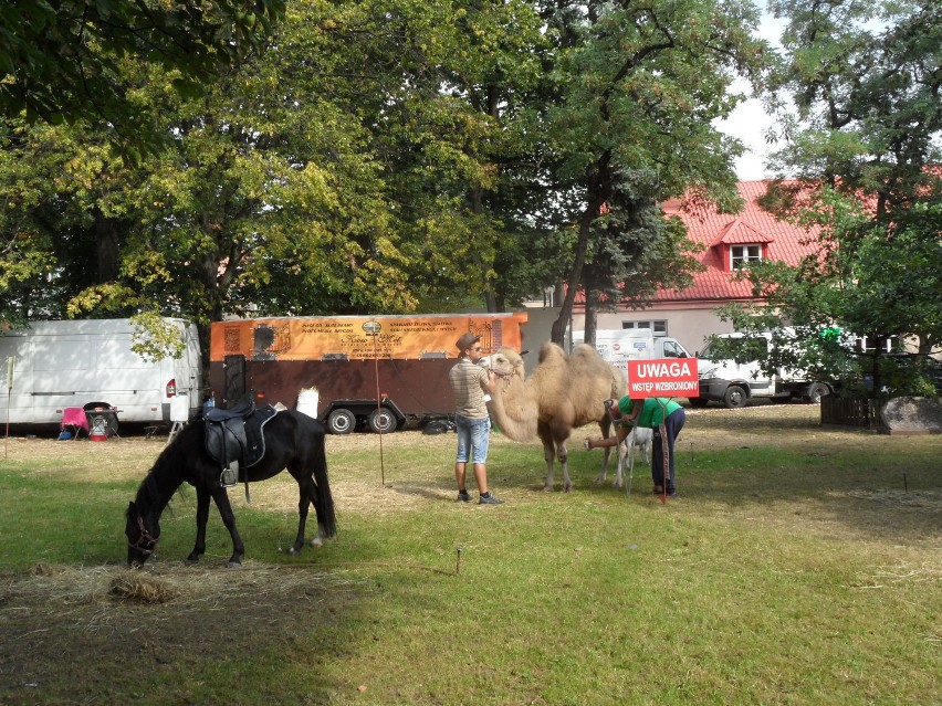 Wielbłąd, alpaki , szynszyle w centrum Częstochowy ZDJĘCIA