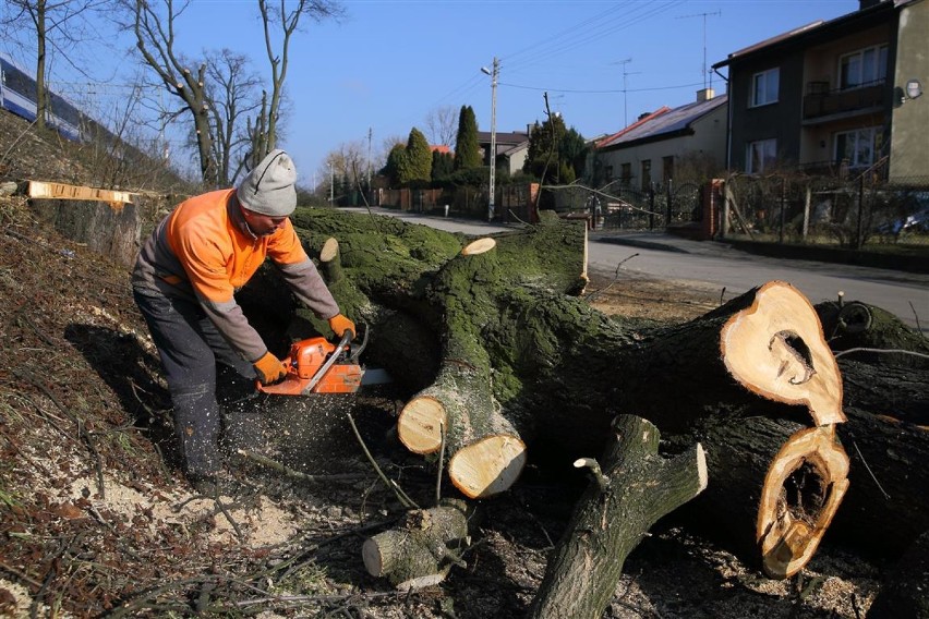 Wycinka drzew przy ul. Budki rozpoczęła się ok. 20 lutego. Z...