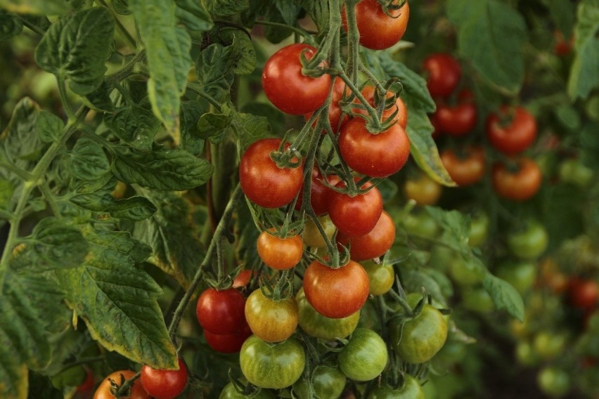 Wielkopolskie: Praca przy zbiorach pomidorów i pielęgnacji...