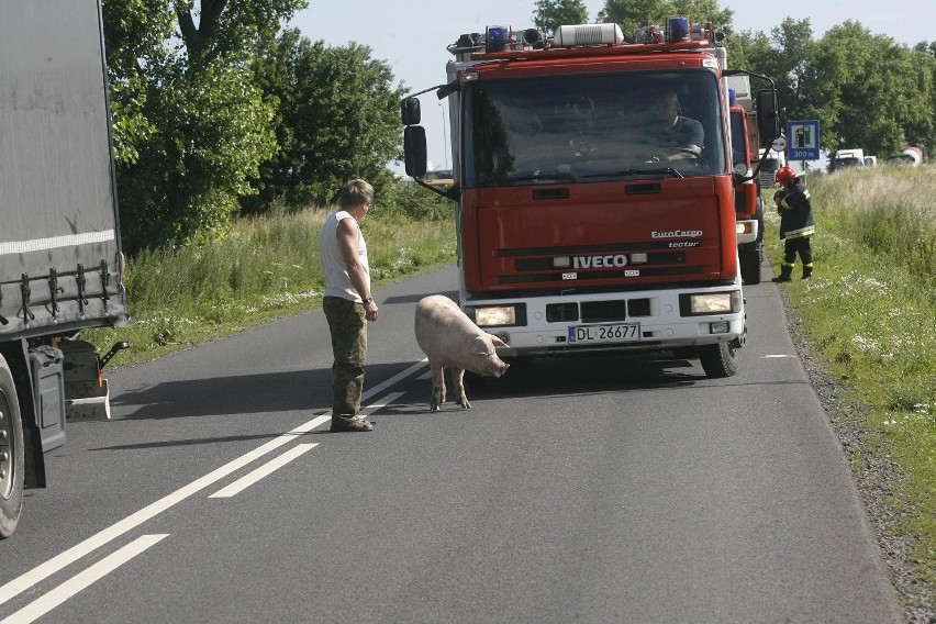 Wypadek ciężarówki ze świniami na trasie Legnica - Złotoryja (ZDJĘCIA)