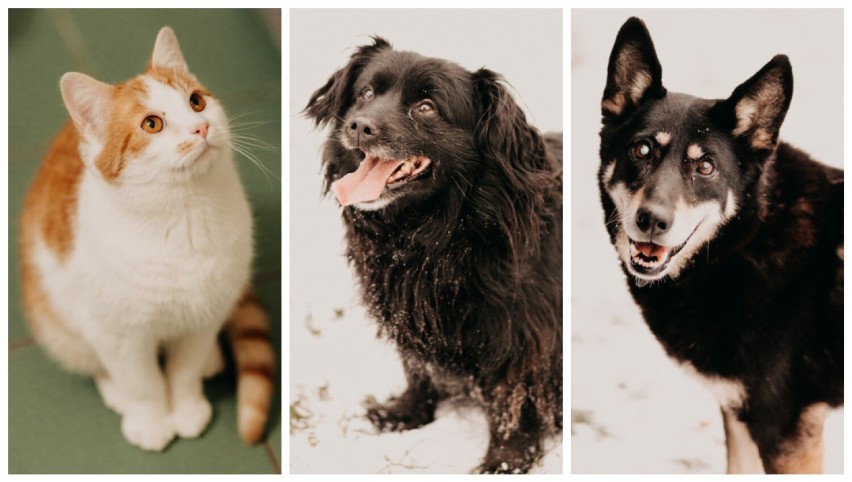 Szukamy domu dla psów i kotów ze schroniska Funny Pets w podsieradzkich Czartkach FOT