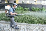 W Toruniu trwają opryski przeciw komarom i meszkom. Zobaczcie, gdzie!