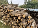 Drewno opałowe prosto z lasu. Zobacz na filmie jak je legalnie nabyć