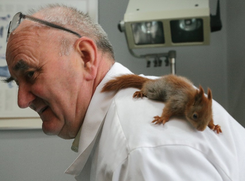 Dwie małe wiewiórki znalazły schronienie w lecznicy dla...
