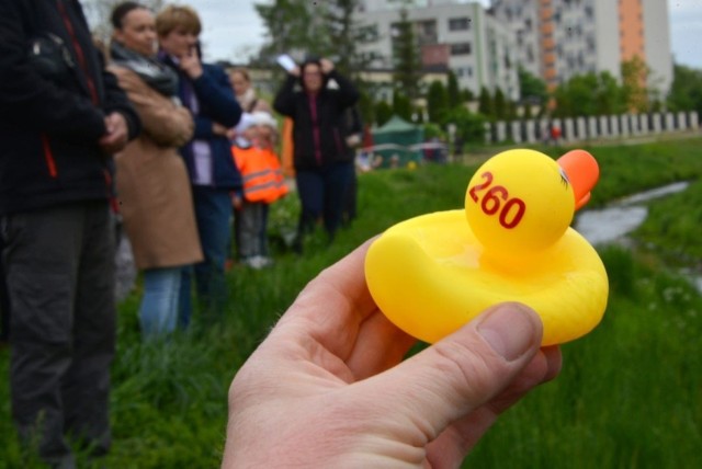 Wielkie emocje dzieci i dorosłych wywołał I Kielecki Wyścig Kaczek na Silnicy, który odbył się w poniedziałek, 13 maja. Punktualnie o godzinie 13.13 na rzekę wypuszczono ponad 500 żółtych gumowych kaczuszek, które z nurtem rzeki ruszyły do mety. ZOBACZ NA KOLEJNYCH ZDJĘCIACH>>>

Wyścig był emocjonujący i chwilami dramatyczny. Dopingowane przez publiczność kaczki miały do pokonania dystans kilkuset metrów. Nie wszystkim jednak przychodziło to łatwo. Zatrzymywane przez zarośla, zwalniały lub przyśpieszały wyścig. Ostatecznie z pomocą organizatorów wszystkie dobrnęły do mety. Zwycięska kaczka miała numer 260. 

- To był I Kielecki Wyścig Kaczek na Silnicy – wydarzenie charytatywne, w które zaangażowało się wiele osób. Kaczuszki sprzedawaliśmy po 10 lub 20 złotych. Chętnych było bardzo wielu.  Na świecie w tym roku taki wyścig odbywa się już po raz 30. Dochód z tej akcji przeznaczymy na wyjazd naszych podopiecznych na „zieloną szkołę” - mówiła Edyta Mazur, koordynatorka akcji, wicedyrektor Ośrodka Rehabilitacyjno-Edukacyjno-Wychowawczego w Kielcach na rzecz którego przeznaczona była akcja.  



POLECAMY RÓWNIEŻ:
Ile kosztuje wychowanie dziecka w Polsce?


ZOBACZ TAKŻE: Flesz - kranówka lepsza dla zdrowia i kieszeni

Źródło: vivi24