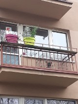 Mały piesek zamknięty w klatce na balkonie w Kielcach! Sąsiedzi wezwali pomoc 