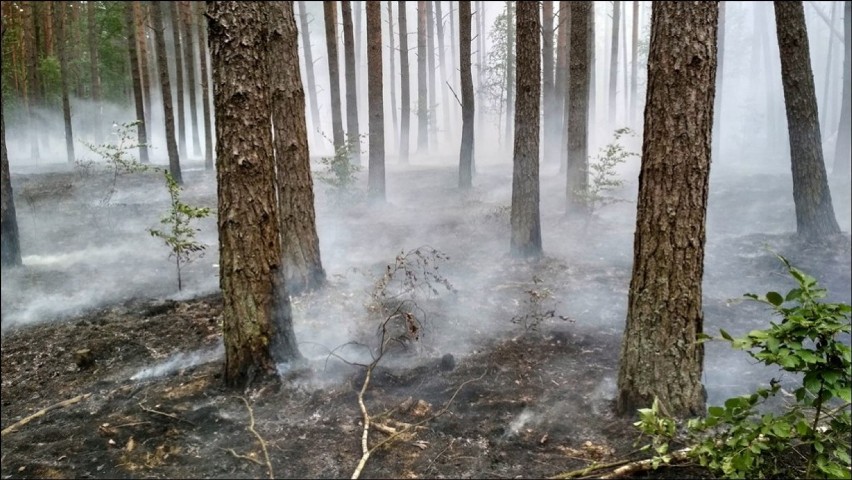 Dwa pożary lasu jednego dnia. Płonął las w Podgajach i koło Jastrowia [ZDJĘCIA]