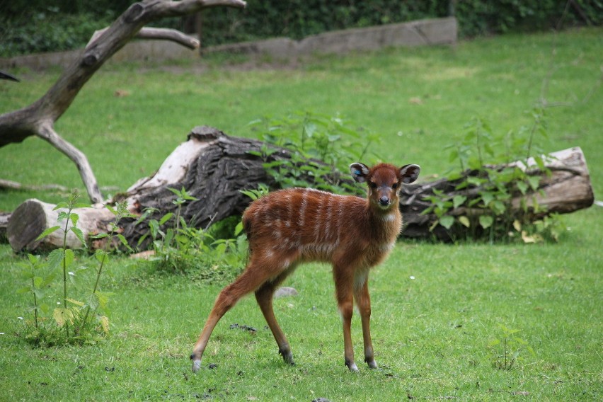 Poznań: Sitatungi i gundie w Nowym ZOO [ZDJĘCIA]