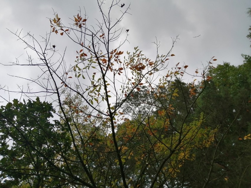 Jak wygląda jesień w lasach wokół Zduńskiej Woli?