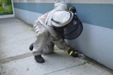 Strażacy z Łasku znów usuwali gniazdo os [zdjęcia]
