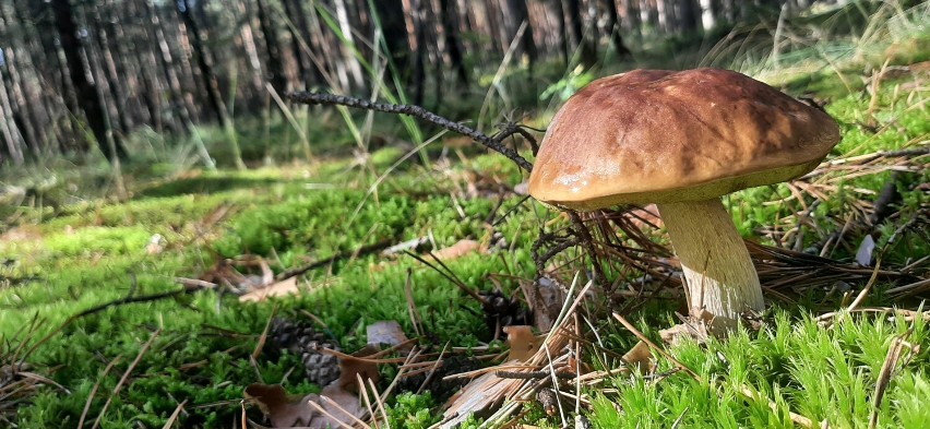 Grzybowy sezon w pełni. Jest co zbierać także w sieradzkich i poddębickich lasach. Zapraszamy Czytelników, by pochwalili się zbiorami FOTO