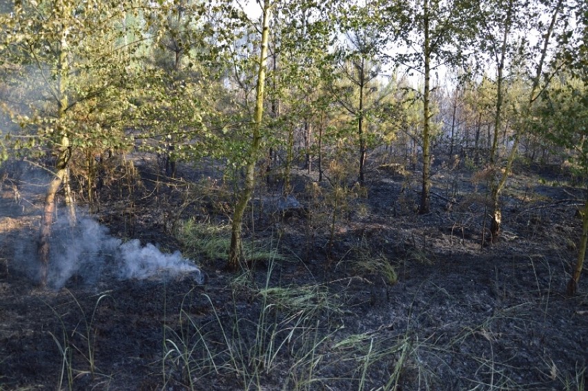 Pożar lasu w okolicy Nowego Dębca