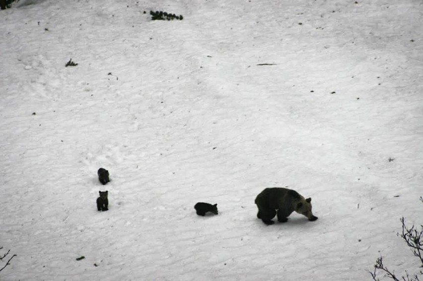 Wiosna w pełni! W Tatrach buszują już małe niedźwiadki! [ ZDJĘCIA]