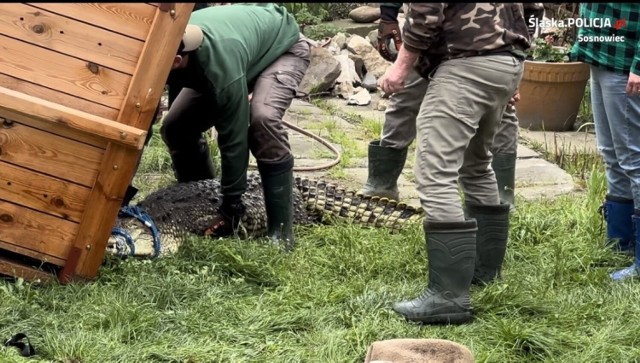 Jeden z krokodyli został uratowany i trafił do zoo w Poznaniu 

Zobacz kolejne zdjęcia/plansze. Przesuwaj zdjęcia w prawo naciśnij strzałkę lub przycisk NASTĘPNE