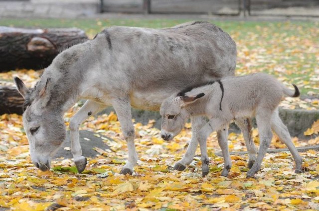 Zoo ogłosiło konkurs na imię dla osiołka