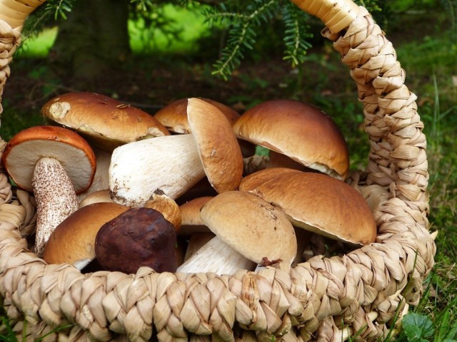 W lasach Pasma Brzanki grzybów nie brakuje. Wielkie otwarcie sezonu na grzybobranie już w ten weekend -25-27 czerwca