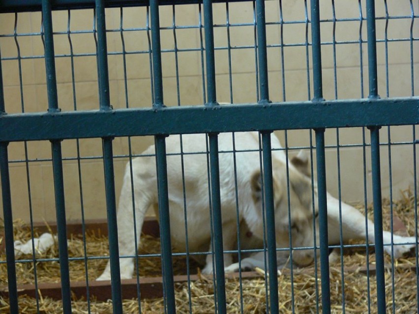 Białe lwy w Borysewie. Na świat przyszły trzy młode (ZDJĘCIA)