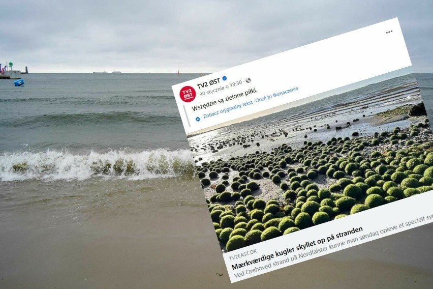 Inwazja zielonych kul na bałtyckiej plaży. Czy są żywe i...
