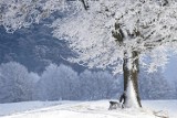 Zima w natarciu. Czekają nas pierwsze śnieżyce