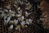 Koninianie na ratunek dzikim pszczołom           