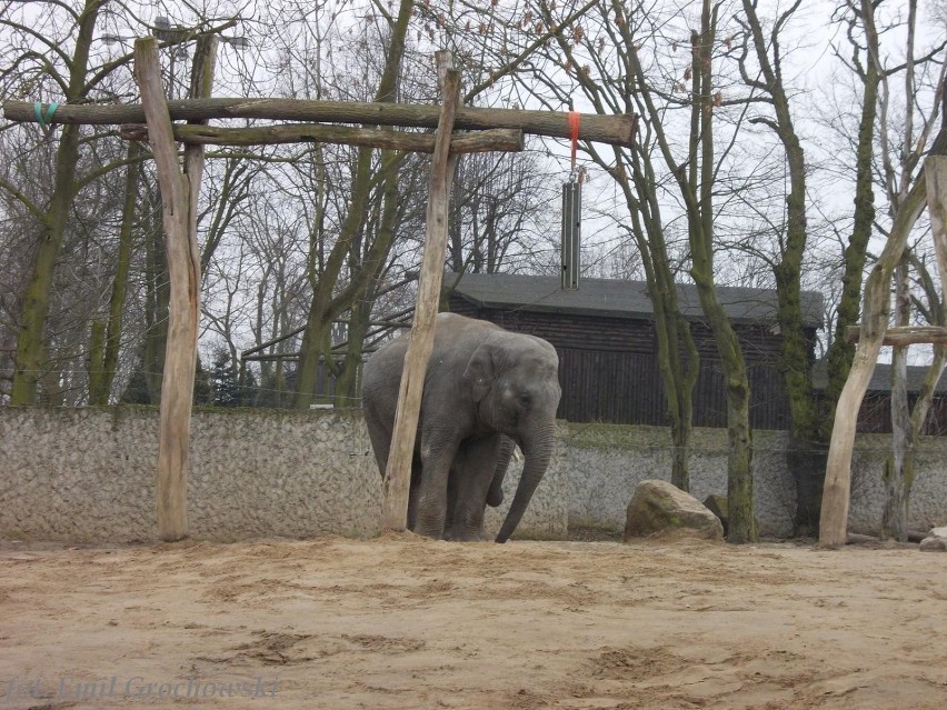 Ferie w płockim zoo. Dzieci poznawały świat słoni