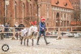 Kucyk pod choinkę. TRW Miłosna zaprasza na plac Jana Pawła II