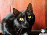 Dzisiaj Dzień Czarnego Kota. Urocze i wcale nie pechowe kociaki z Czartek polecają się do adopcji