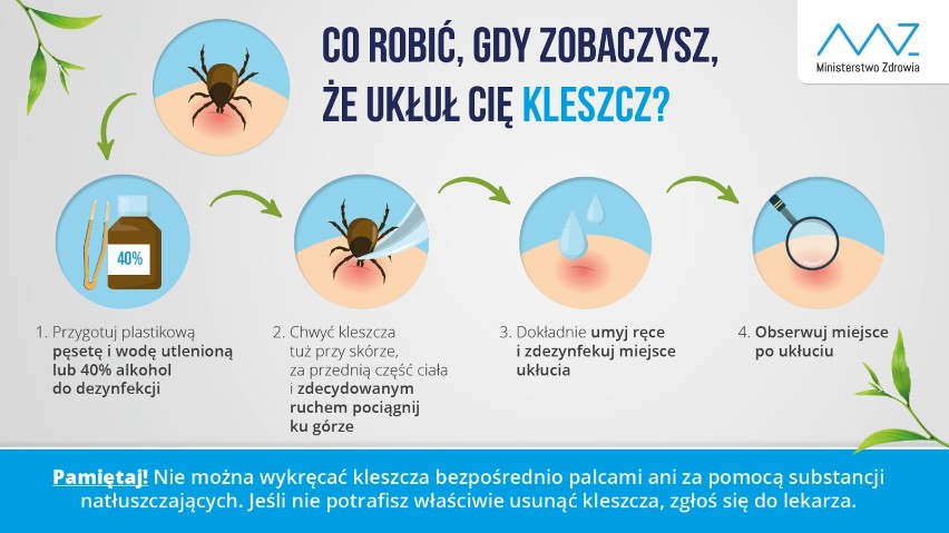 Uwaga na kleszcze: sezon w pełni. Ukłucie to groźba poważnych chorób i powikłań